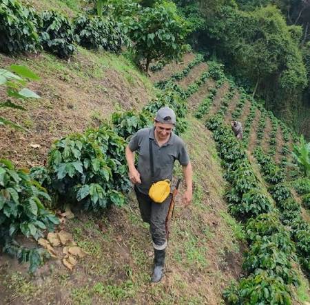 Huila coffee farmer among the plants